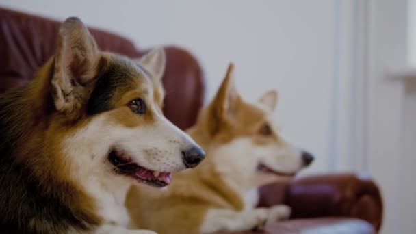 Dua anjing corgi lucu di sofa — Stok Video