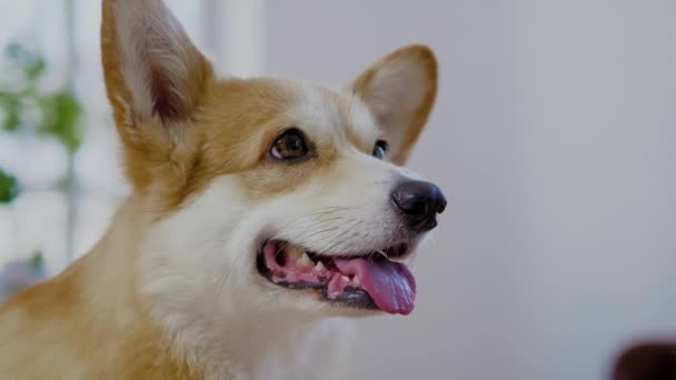 Bonito corgi cão close-up — Vídeo de Stock