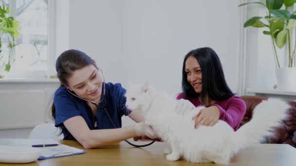 Veterinary surgeon and cat owner at vet clinic — Stock Video