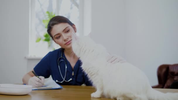 Veterinario cirujano y gato blanco en clínica veterinaria — Vídeo de stock