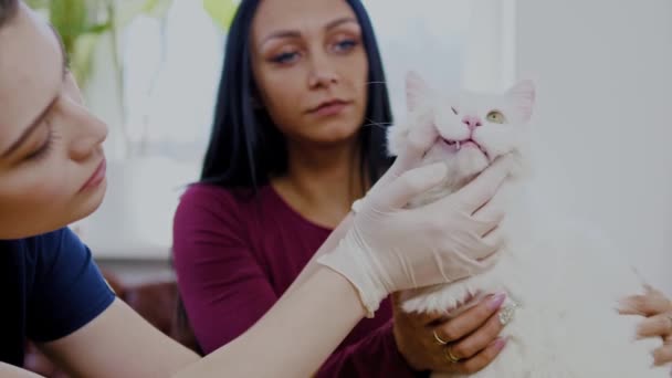 Veteriner kliniğinde veteriner cerrah ve kedi sahibi — Stok video