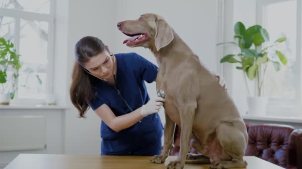 Ветеринарный хирург и собака-Веймаранер в ветеринарной клинике — стоковое видео