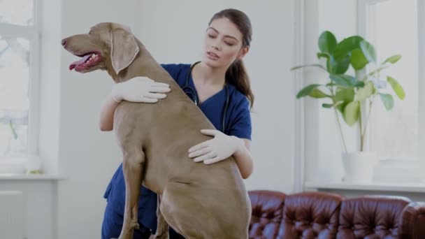 Veterinario e weimaraner cane alla clinica veterinaria — Video Stock