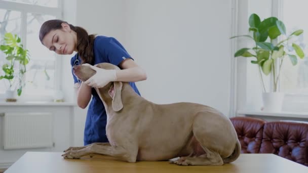 Veterinario cirujano y perro weimaraner en la clínica veterinaria — Vídeo de stock