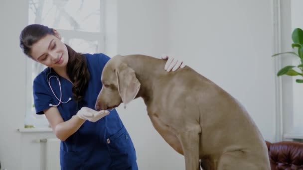 Veterinario e weimaraner cane alla clinica veterinaria — Video Stock