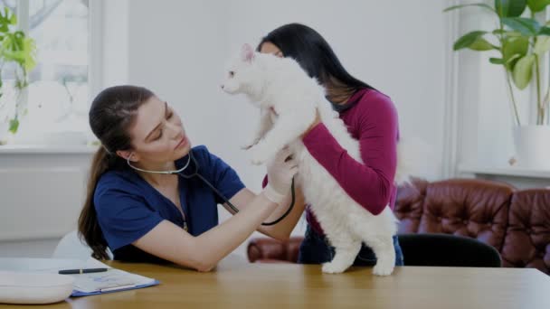 Eläinlääkäri ja kissan omistaja eläinlääkäriklinikalla — kuvapankkivideo