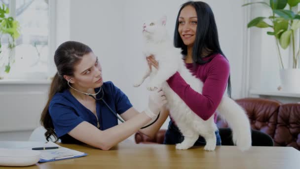 Veterinary surgeon and cat owner at vet clinic — Stock Video