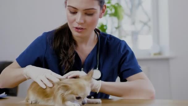 Veterinario cirujano y perro chihuahua en clínica veterinaria — Vídeos de Stock