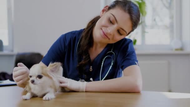 Ветеринарний хірург і собака чихуахуа у ветеринарній клініці — стокове відео
