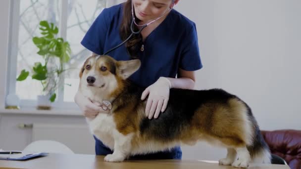 Veteriner kliniğinde veteriner cerrah ve corgi köpek — Stok video