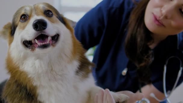 Veterinární chirurg a korgi-pes na veterinářství — Stock video