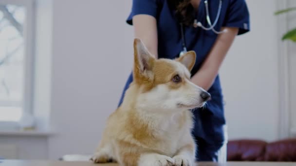 Veteriner kliniğinde veteriner cerrah ve corgi köpek — Stok video