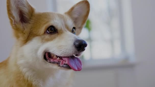 Cute corgi dog close-up — Stock Video