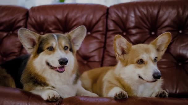 Two cute corgi dogs on a sofa — Stock Video