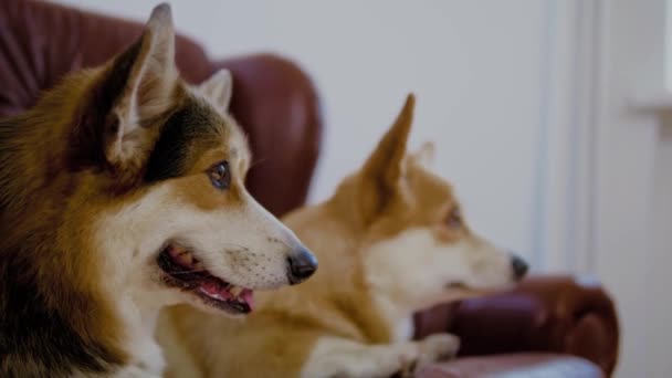 Doi câini drăguți corgi pe o canapea — Videoclip de stoc