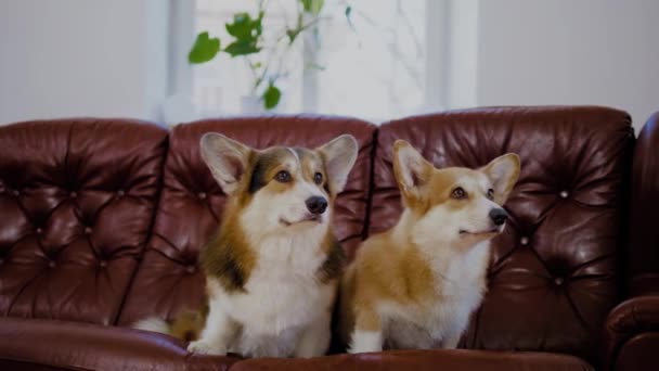 Dois cachorros corgi bonitos em um sofá — Vídeo de Stock