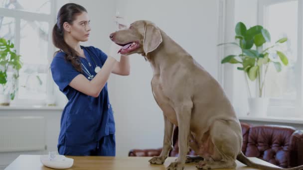Veterinární chirurg a výmarník na veterinářství — Stock video