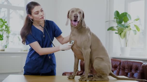 Veteriner kliniğinde veteriner cerrah ve weimaraner köpek — Stok video