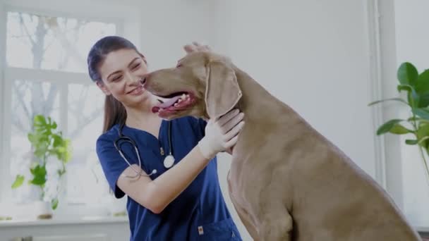 Weterynarz chirurg i pies weimarski w klinice weterynaryjnej — Wideo stockowe