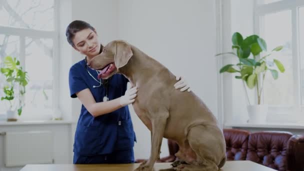 Veteriner kliniğinde veteriner cerrah ve weimaraner köpek — Stok video