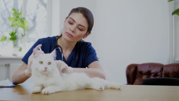 Veteriner kliniğinde veteriner cerrah ve beyaz kedi — Stok video