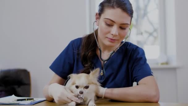Veterinary surgeon and chihuahua dog at vet clinic — Stock Video