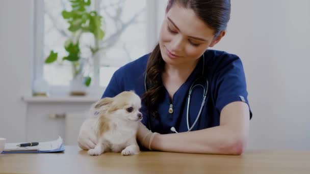Ветеринарный хирург и собака чихуахуа в ветеринарной клинике — стоковое видео