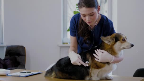 Veteriner kliniğinde veteriner cerrah ve corgi köpek — Stok video