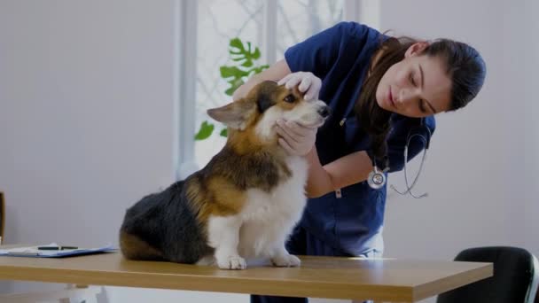 Veterinario cirujano y perro corgi en la clínica veterinaria — Vídeo de stock