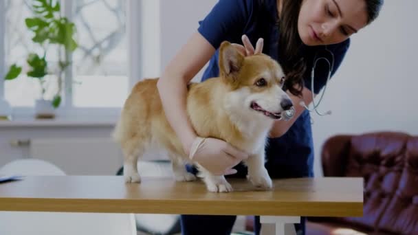 Veteriner kliniğinde veteriner cerrah ve corgi köpek — Stok video