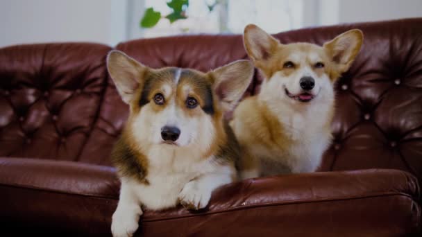 Dois cachorros corgi bonitos em um sofá — Vídeo de Stock