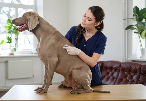 Veterinär och Weimaraner hund på veterinärkliniken — Stockfoto