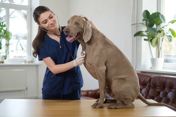 Veterinario e weimaraner cane alla clinica veterinaria — Foto Stock