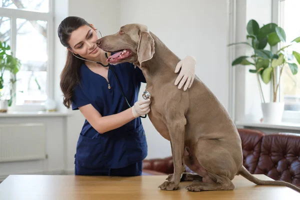 Veterinär och Weimaraner hund på veterinärkliniken — Stockfoto