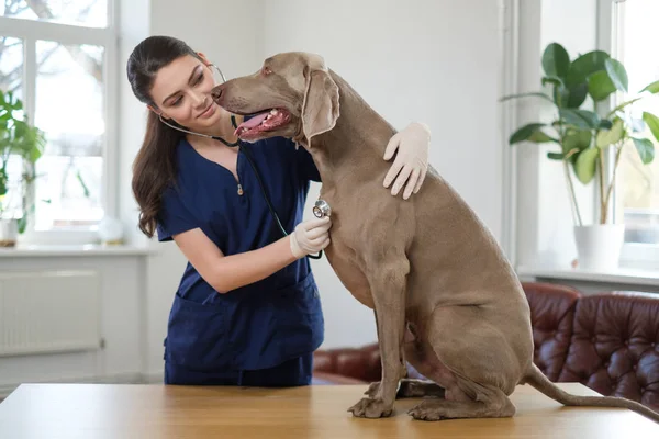 Veterinario e weimaraner cane alla clinica veterinaria — Foto Stock