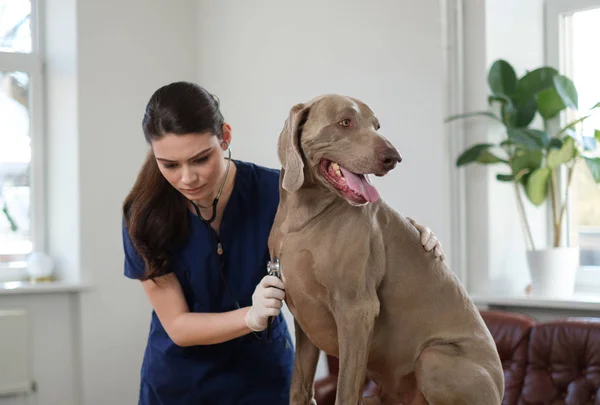 Weterynarz chirurg i pies weimarski w klinice weterynaryjnej — Zdjęcie stockowe