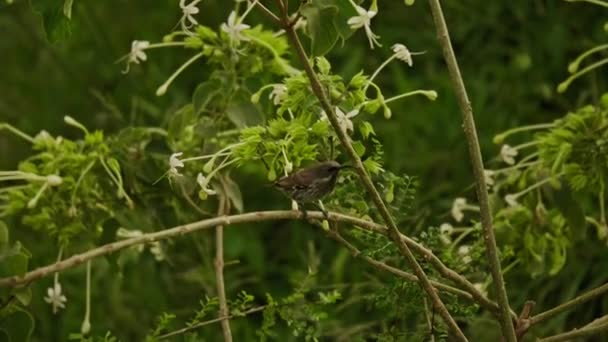 Hunters sunbird in a Kenya — Stock Video