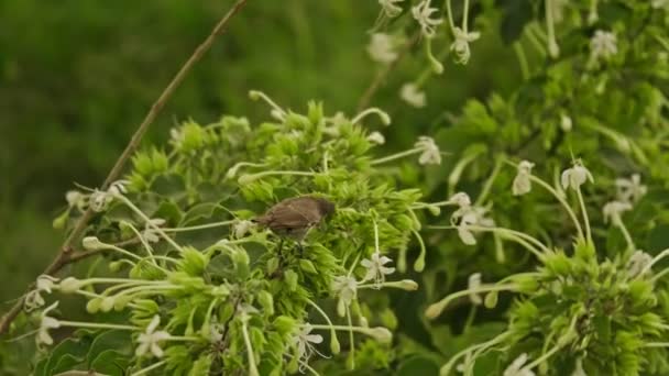 Cazadores sunbird en un Kenia — Vídeos de Stock