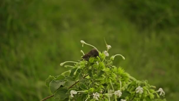 Hunters sunbird in a Kenya — Stock Video