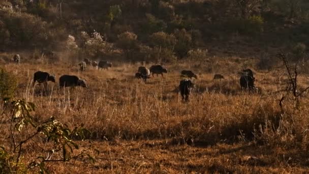 Búfalos africanos en Masai Mara park, Kenia — Vídeos de Stock