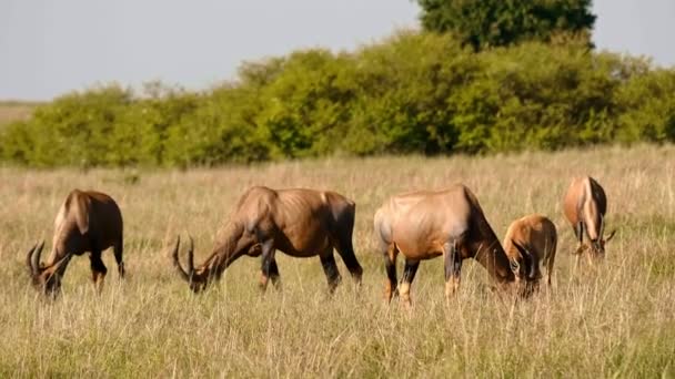 ThomsonS Gazelles em Maasai Mara Quénia África — Vídeo de Stock