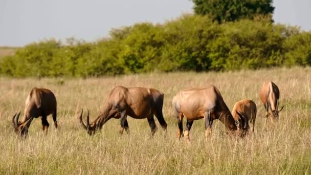 ThomsonS Gazelles en Maasai Mara Kenia África — Vídeos de Stock