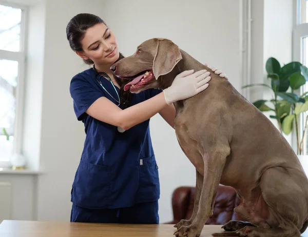 Veterinário e cão weimaraner na clínica veterinária — Fotografia de Stock