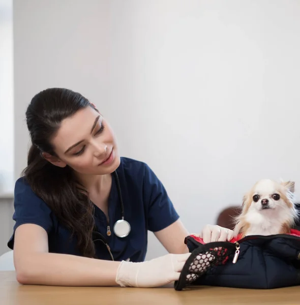 Vétérinaire et chihuahua chien à la clinique vétérinaire — Photo