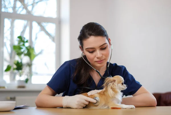 Veteriner kliniğinde veteriner cerrah ve chihuahua köpek — Stok fotoğraf