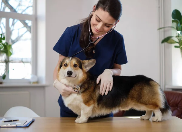 Veterinario e cane corgi alla clinica veterinaria — Foto Stock