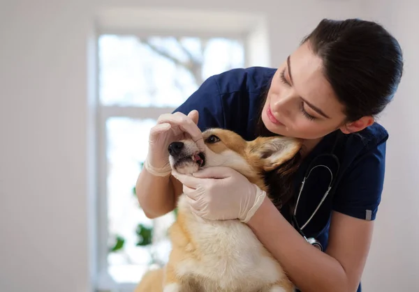 Veterinário e corgi cão na clínica veterinária — Fotografia de Stock