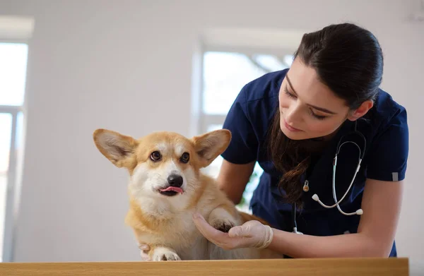 Veterinário e corgi cão na clínica veterinária — Fotografia de Stock