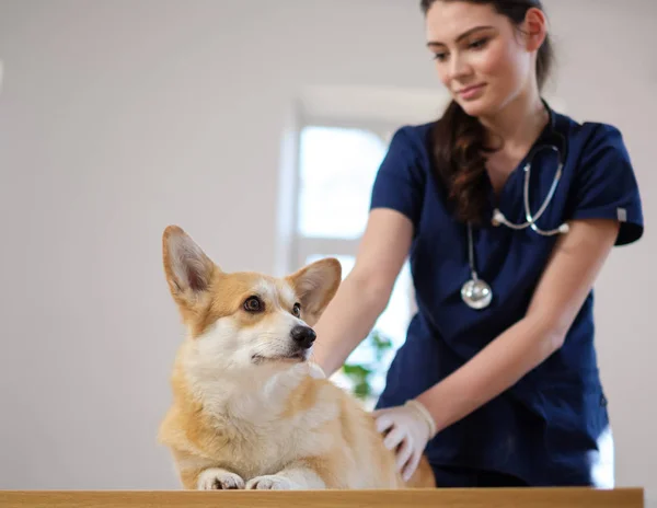Ветеринарный хирург и корги в ветеринарной клинике — стоковое фото