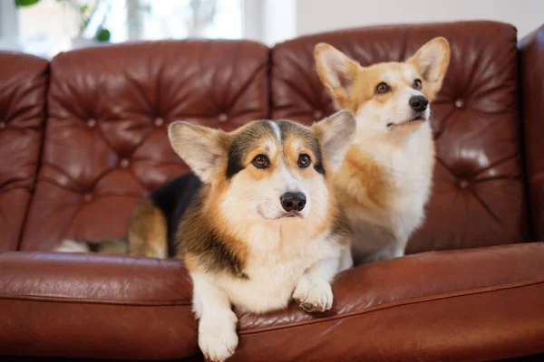 Twee schattige Corgi Honden op een bank — Stockfoto